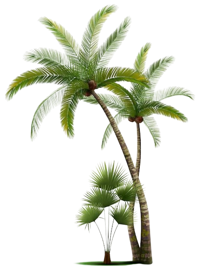 A palm tree with two leaves on it